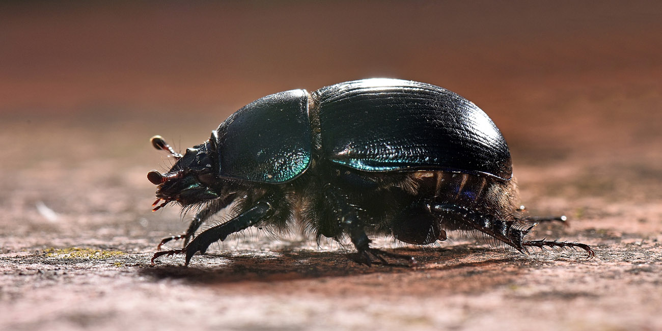 Geotrupidae: Anoplotrupes stercorosus? No, Geotrupes spiniger (cfr.)